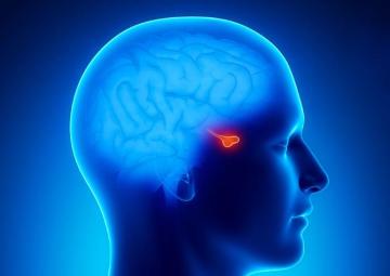 understanding-the-pituitary-gland
